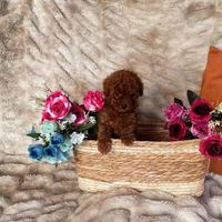 Cucciola barboncina toy red