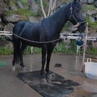 Cavalla minorchina 2015 cm165 al garrese