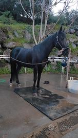 Cavalla minorchina 2015 cm165 al garrese