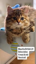 Cuccioli British