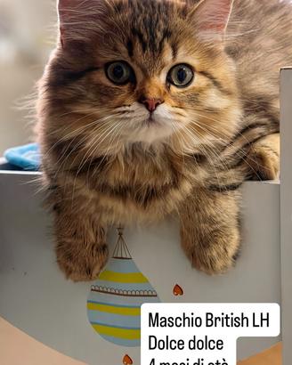 Cuccioli British