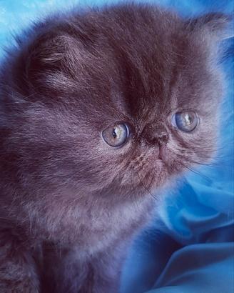 Cuccioli di Gatto Persiano