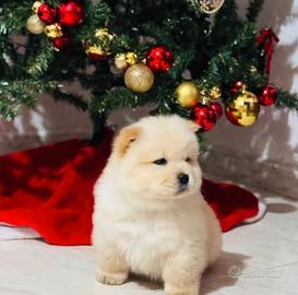 Chow chow