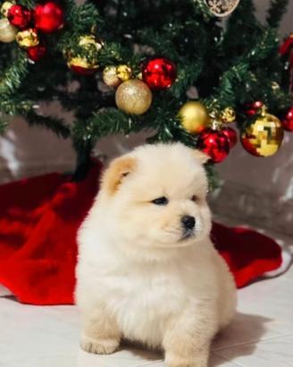 Chow chow
