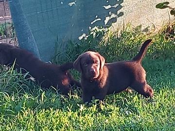 Cuccioli di labrador retriever puro chocolate