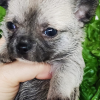 Cuccioli chihuahua