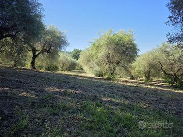 TER. AGRICOLO A POGGIO CATINO