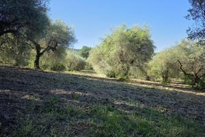 TER. AGRICOLO A POGGIO CATINO
