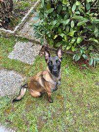 Cucciolo Pastore Belga Malinois