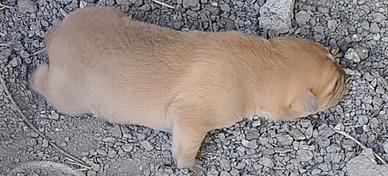 Animali