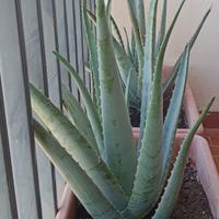  PIANTA ALOEA VERA ADULTA ALTA 60 CNT,CURATIVA