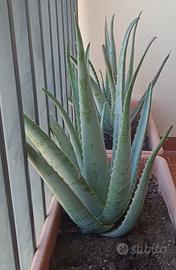  PIANTA ALOEA VERA ADULTA ALTA 60 CNT,CURATIVA
