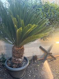 Cicas da giardino in vaso