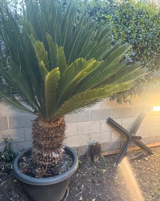 Cicas da giardino in vaso