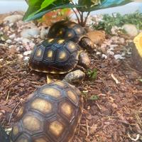 Tartarughe terrestri