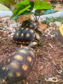 Tartarughe terrestri