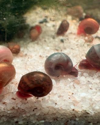 Lumaca acquario e laghetto