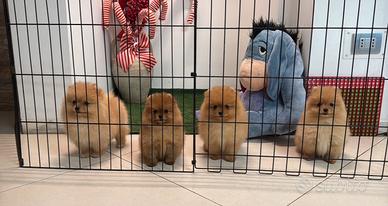 Spitz Nano Pomerania