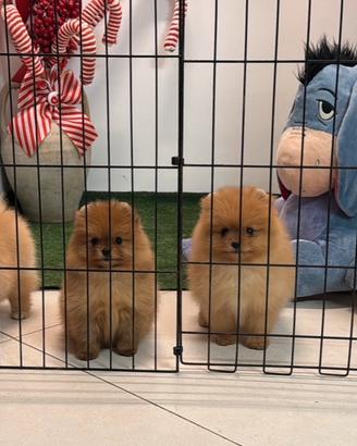 Spitz Nano Pomerania