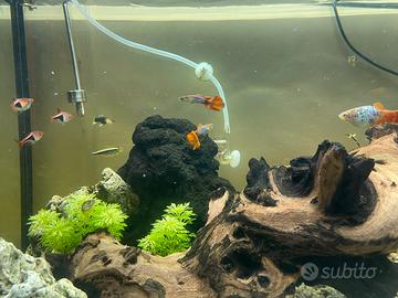 Pesci Guppy Vari Colori Adulti e Avanotti