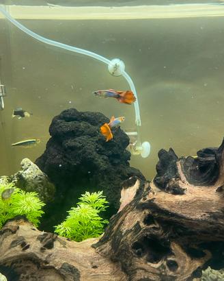 Pesci Guppy Vari Colori Adulti e Avanotti