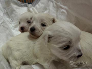 Cuccioli Maltesi