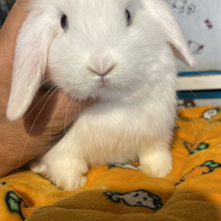 Cuccioli coniglio ariete nano bianchi occhi blu