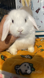 Cuccioli coniglio ariete nano bianchi occhi blu
