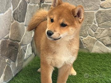 Shiba inu