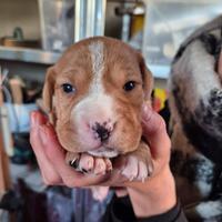 Cuccioli di Amstaff