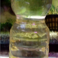 Colonia anguillole dell'aceto con spedizione