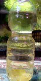 Colonia anguillole dell'aceto con spedizione