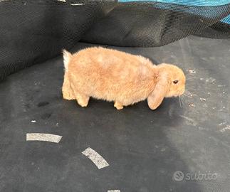 Coniglio nano ariete