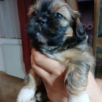 Cuccioli di shihtzu