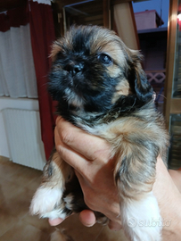 Cuccioli di shihtzu