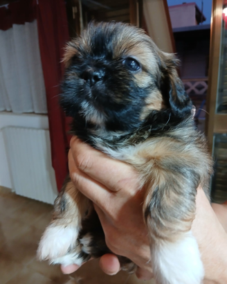 Cuccioli di shihtzu