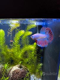 Betta maschio HM