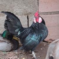 Galletto bantam