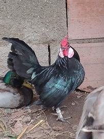 Galletto bantam