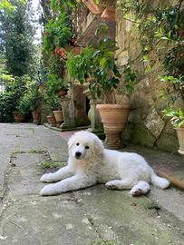 Cuccioli Maremmano Abruzzese