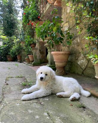 Cuccioli Maremmano Abruzzese