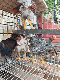Galline ornamentali