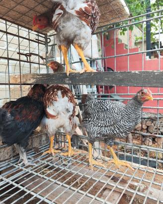 Galline ornamentali