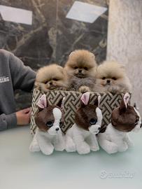 Spitz nano volpino di Pomerania