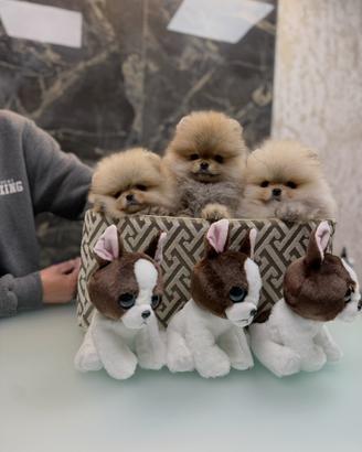 Spitz nano volpino di Pomerania