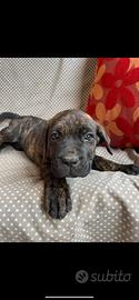 Cane corso cuccioli
