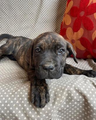Cane corso cuccioli