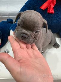Bulldog francese esotico