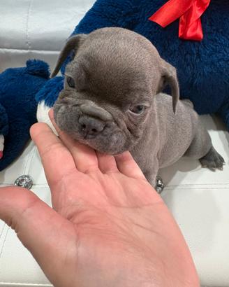 Bulldog francese esotico