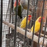 Inseparabili Roseicollis